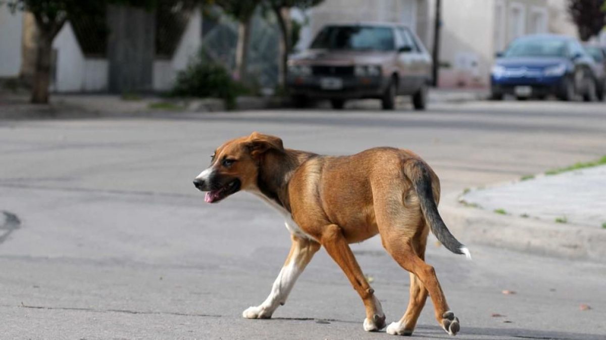 Relevamiento y control de canes en la vía pública: Comenzó en Chacra 32 y se extenderá a todos los barrios