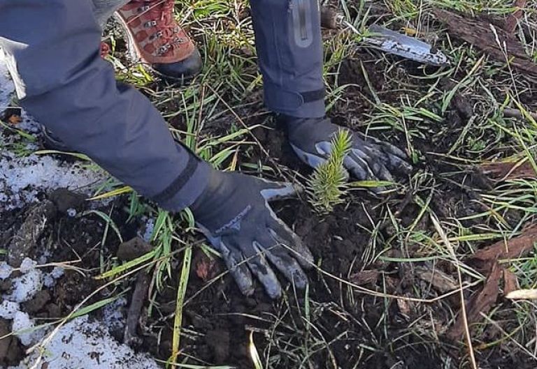 Sembraron 2500 araucarias dentro del Parque Nacional Lanín