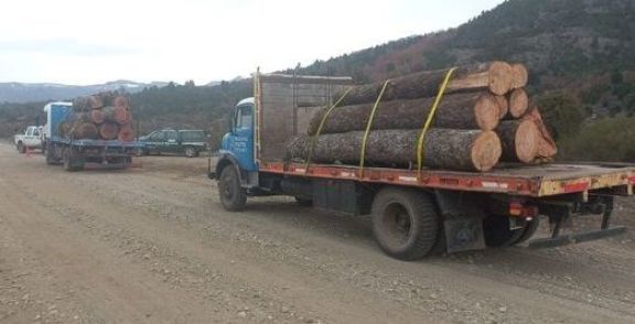 Incautaron dos camiones por presunta tala ilegal