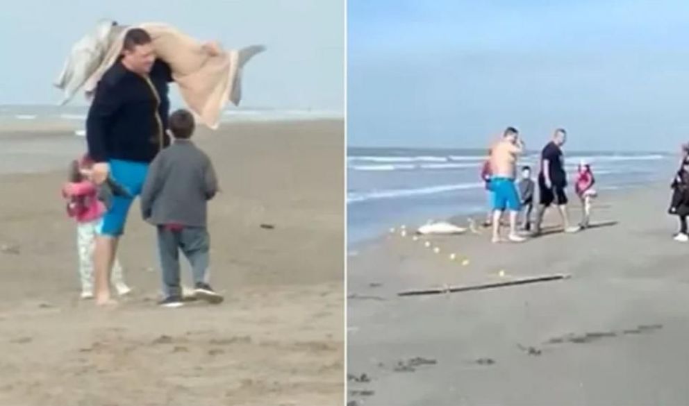 Video e indignación: un hombre capturó un delfín, lo envolvió en una frazada y se lo llevó a su casa