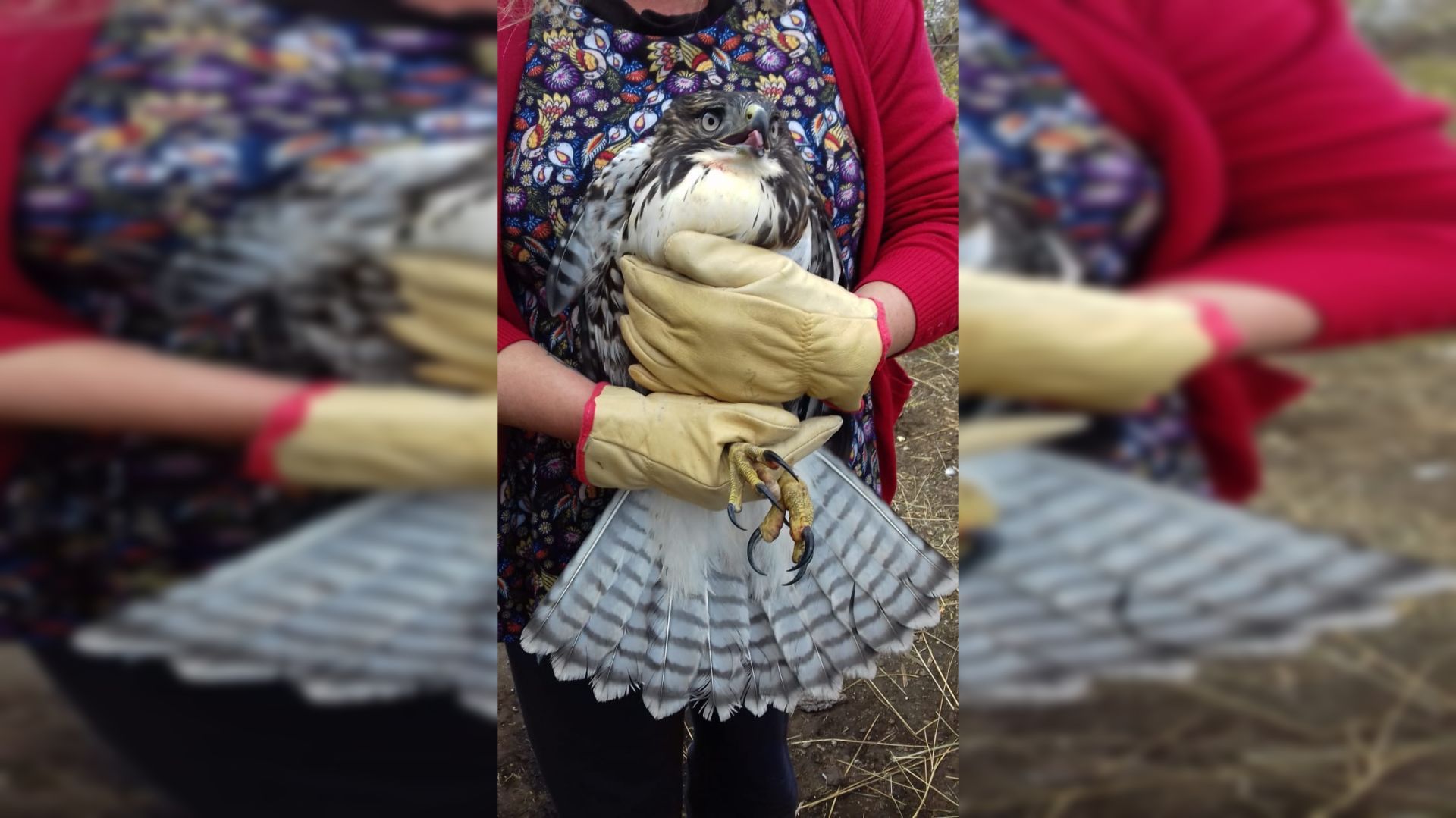 Luego de casi un mes de tratamiento, se liberó un Aguilucho de cola rojiza, especie amenazada y en extinción