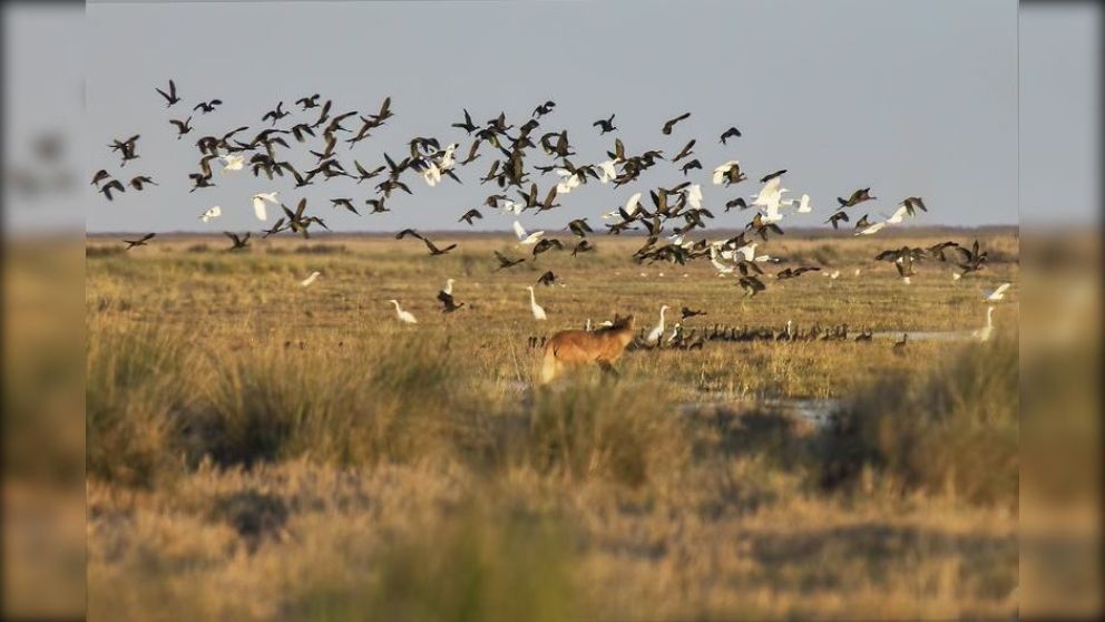Ansenuza: el nuevo parque nacional en el norte de Córdoba