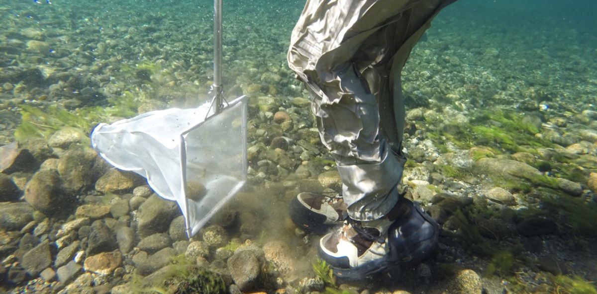 Biomonitoreo de la subcuenca Pocahullo para su evaluación de calidad ambiental