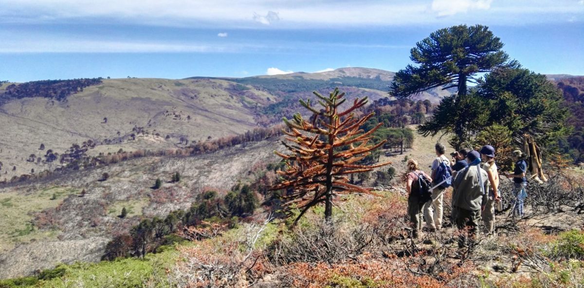 Abren inscripción para el Registro de prestadores de servicios en bosque nativo