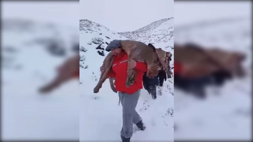 Investigan la caza indiscriminada de cuatro pumas
